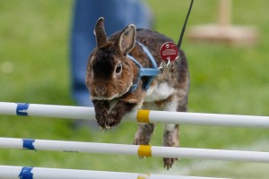 Rommerz Rabbit Hopping Competition